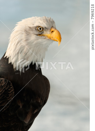 Close up Portrait of a Bald Eagle Close up Portrait of a Bald Eagle 7969218