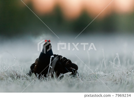 Lekking Black Grouse 7969234
