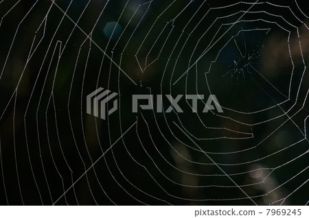 Spider net Spider net 7969245