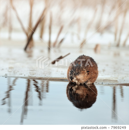 Muskrat on an ice edge. 7969249