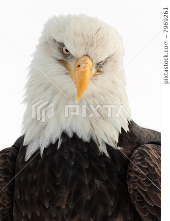 Close up Portrait of a Bald Eagle 7969261