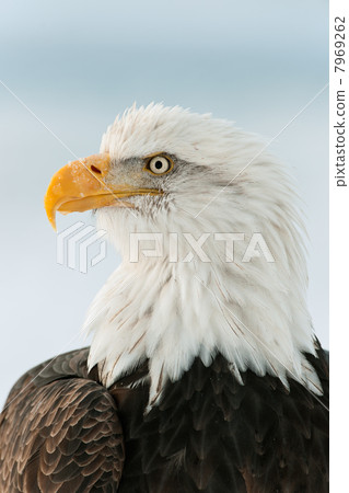 Close up Portrait of a Bald Eagle Close up Portrait of a Bald Eagle 7969262