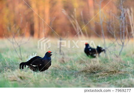 Lekking Black Grouse 7969277