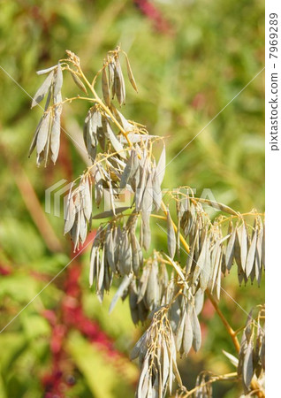 In the mountains of Wakayama and Takenigusa with many fruits 7969289