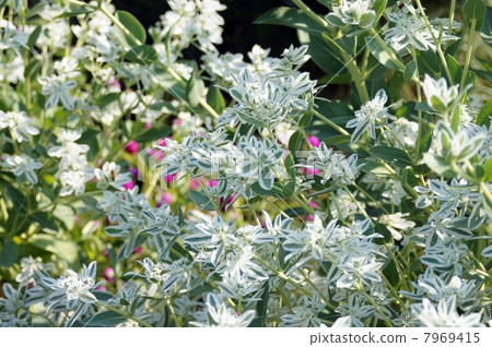 Hatoyuki·白色花朵和涼爽的白色雜色葉子 7969415