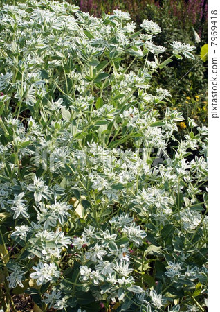 Hatoyuki · White flowers and cool white variegated leaves 7969418