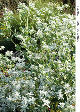 Hatoyuki · White flowers and cool white variegated leaves 7969419
