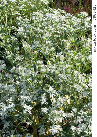Hatoyuki · White flowers and cool white variegated leaves 7969420