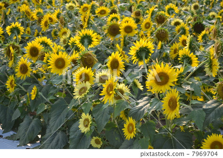 sunflower	 7969704