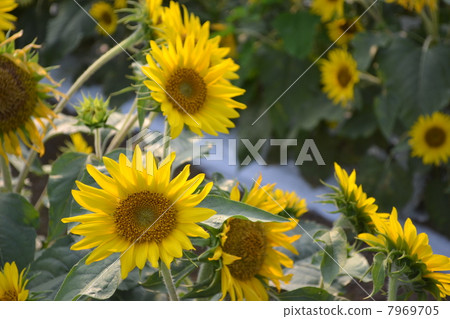 sunflower	 7969705