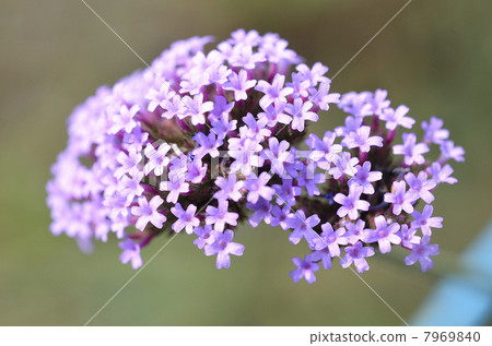 Yanagi Hanagasa(Yanagi-kasa) Yanagi Hanagasa(Yanagi-kasa) 7969840