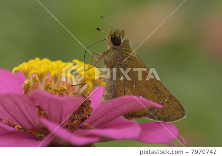 花和蝴蝶 7970742