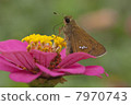 Flower and butterfly 7970743