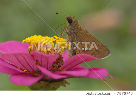 Flower and butterfly Flower and butterfly 7970743