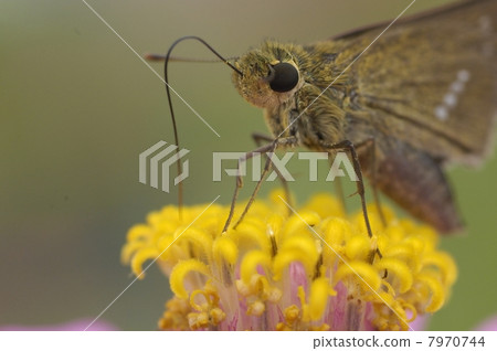 花和蝴蝶 7970744