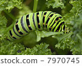 Butterfly larva 7970745