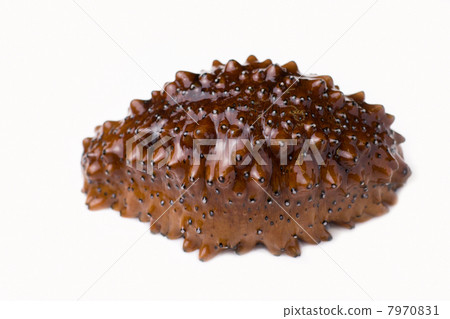 trepang trepang 7970831