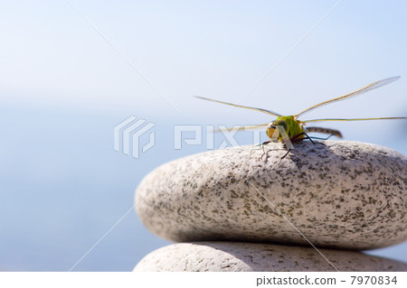 Dragonfly & stones Dragonfly & stones 7970834