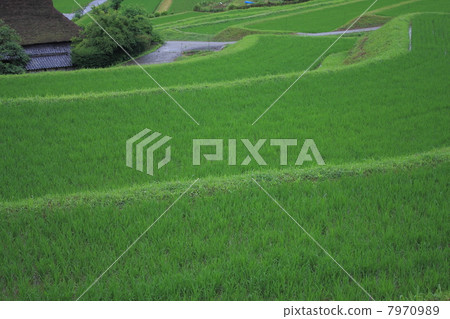 一個茅草屋頂的稻田 一個茅草屋頂的稻田 7970989