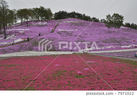 Toigakko Shiba櫻花公園 7971022