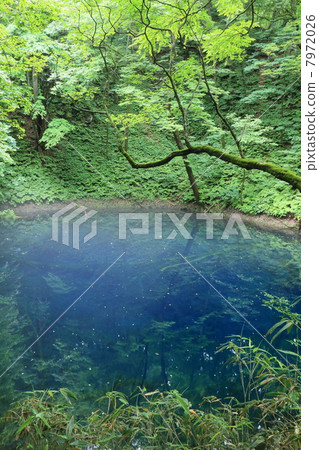 Shirakami Sancho Aoike Shirakami Sancho Aoike 7972026