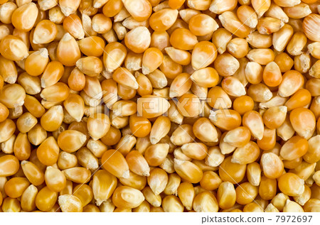 Background of corn grains 7972697