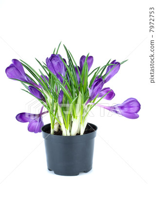 Bunch of crocuses in black flowerpot 7972753