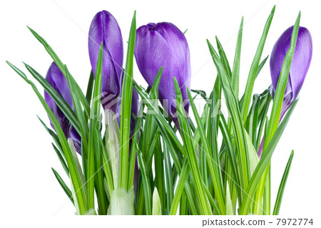 Bunch of violet crocuses 7972774