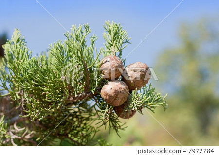 Cypress branch with cones Cypress branch with cones 7972784