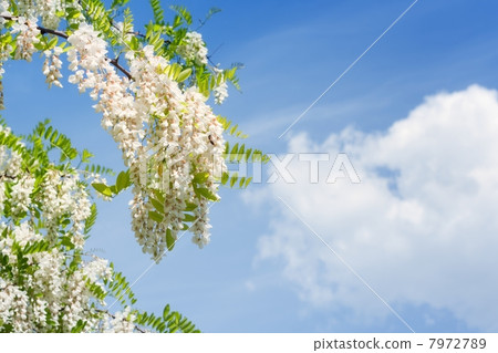 Blooming acacia 7972789