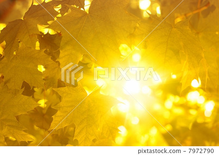 Yellow leaves Yellow leaves 7972790