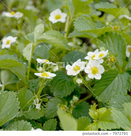 Strawberry flowers Strawberry flowers 7972791
