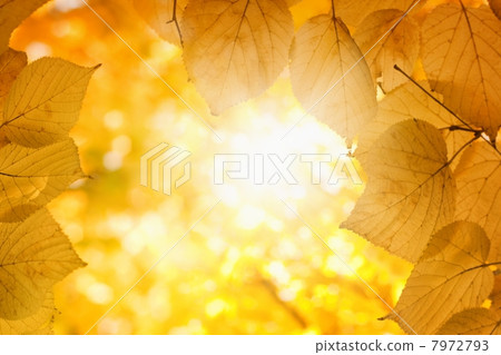 Fall sun 7972793