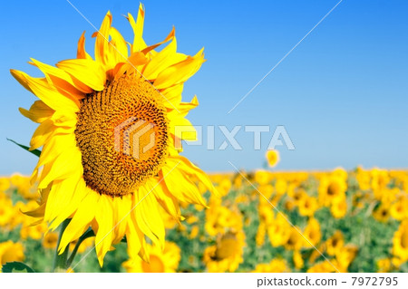 Big sunflower Big sunflower 7972795