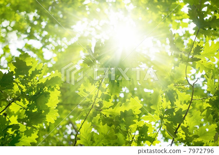 Beatiful green leaves 7972796