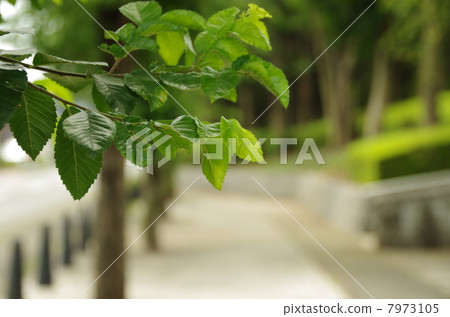 綠葉 綠葉 7973105