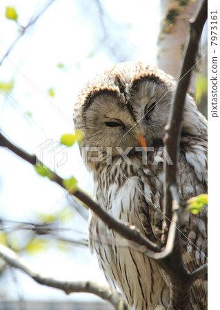 貓頭鷹 貓頭鷹 7973161