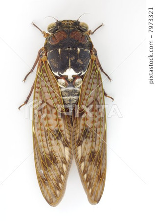 Abra zemi (oil cicada) Abra zemi (oil cicada) 7973321