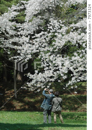 Sakura Sakura 7973324