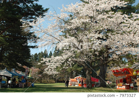 Sakura Sakura 7973327