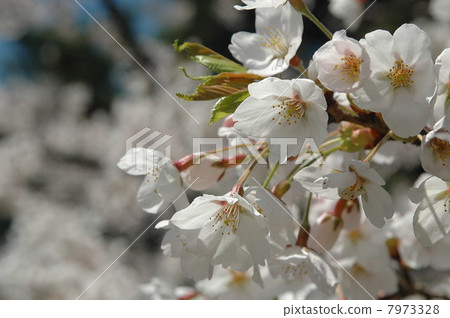 Sakura Sakura 7973328
