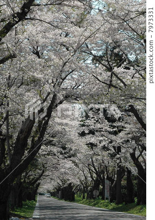 Sakura 7973331