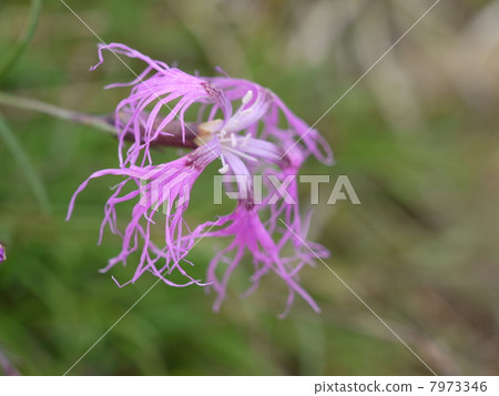 Takane nadesico 7973346