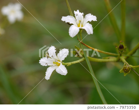 Nephrophyllidium 7973350