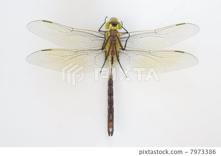 Gin Yama (silver dragonfly) Gin Yama (silver dragonfly) 7973386