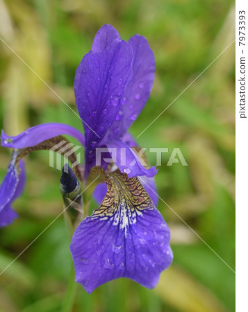 Black-tailed iris 7973393