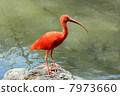 Scarlet ibis Scarlet ibis 7973660