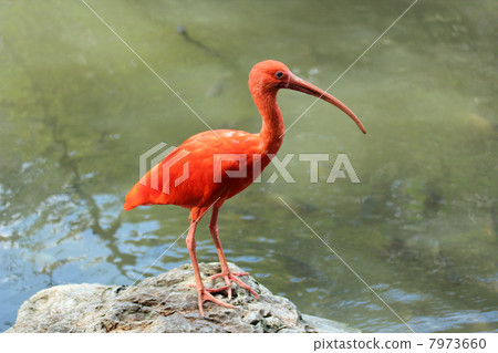 Scarlet ibis 7973660