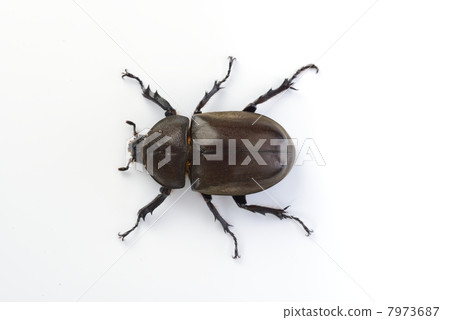 beetle 7973687