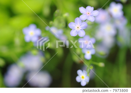 Ezomurasaki I 7973800